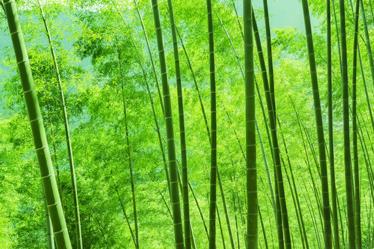 綠竹林