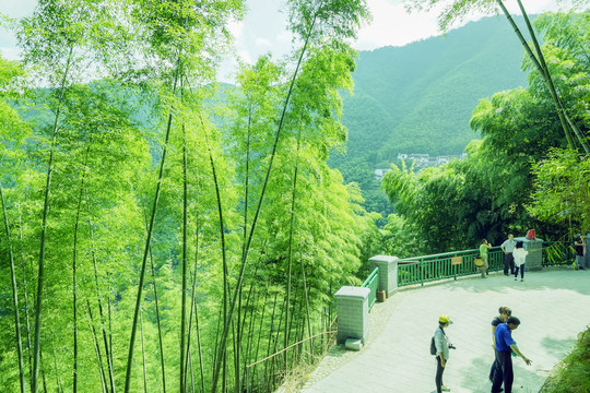木坑竹海