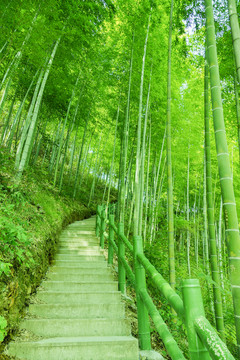 竹林小路