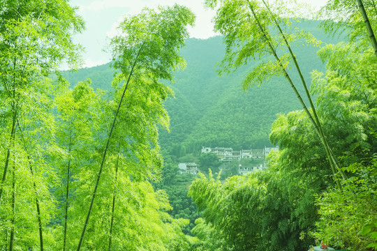 翠竹林
