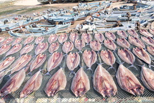 曬鲅魚