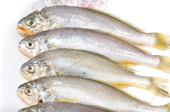 黃花魚