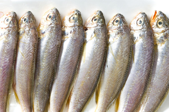 黃花魚