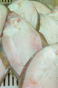 偏口魚