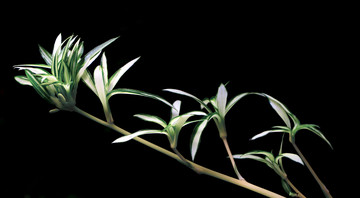 植物寫(xiě)意攝影 裝飾畫(huà)