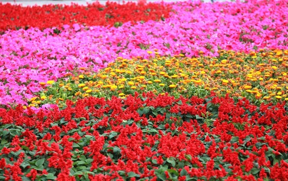 花壇花卉