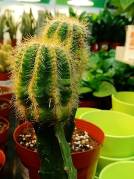 仙人球
