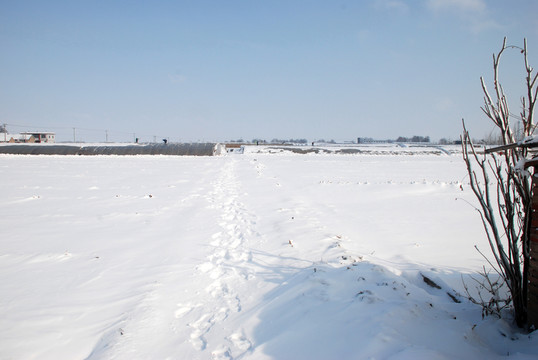 雪地
