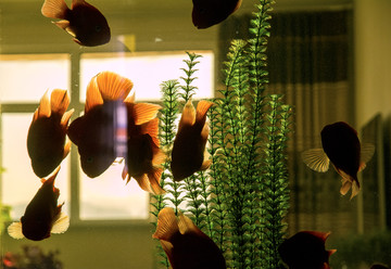 魚