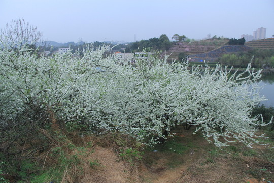 李花