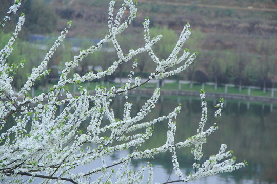 李花