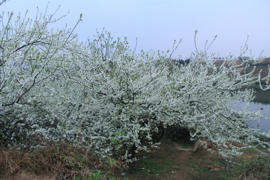 李花