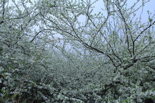 李花