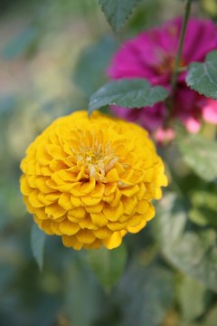 萬壽菊