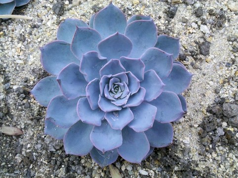 肉錐花屬