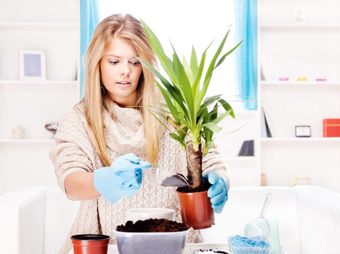 大罐子里的女人移植植物