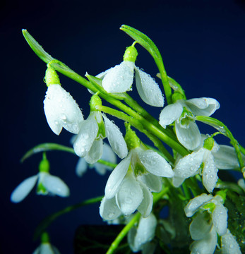 春天的花雪花蓮。