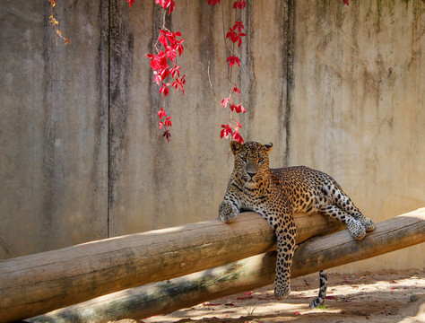 豹（Panthera pardus）躺在樹