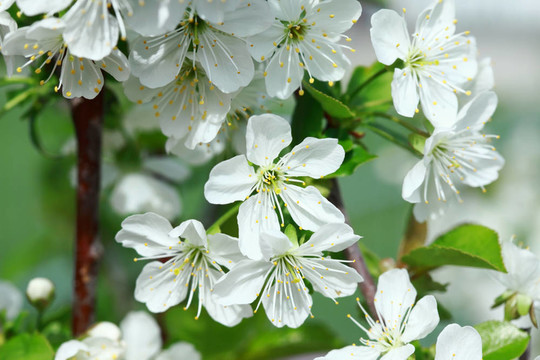 櫻花之Flowers
