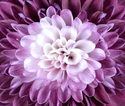 紫白菊花大特寫(xiě)