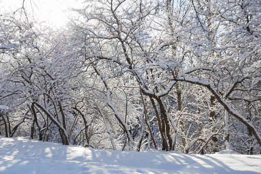 寒冷的一天；在雪中的樹