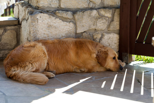 漂亮的金毛獵犬