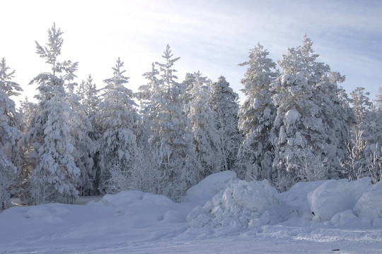 圣誕前夕，一片白雪覆蓋的常青樹和松樹