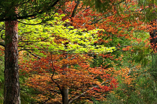 綠紅森林
