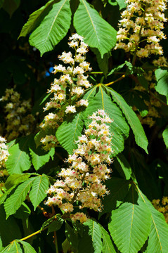 栗樹(shù)花