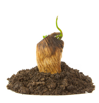 種植綠色植物