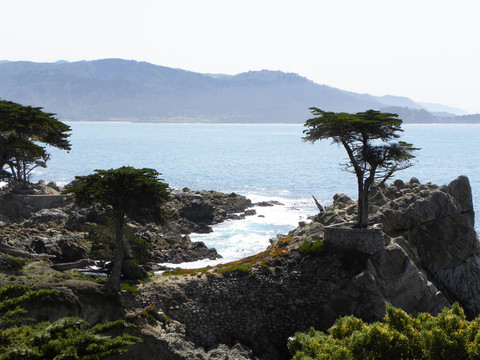 沿海岸的塞浦路斯樹