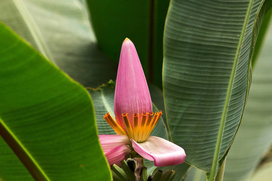 香蕉花