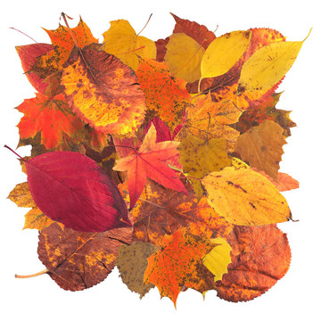 秋天leaves3