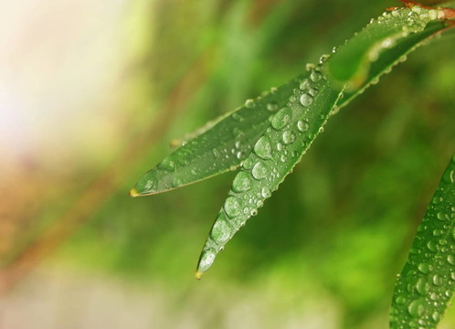 葉滴
