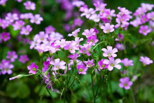 粉紅酢漿草（Oxalis corymbosa）在花園