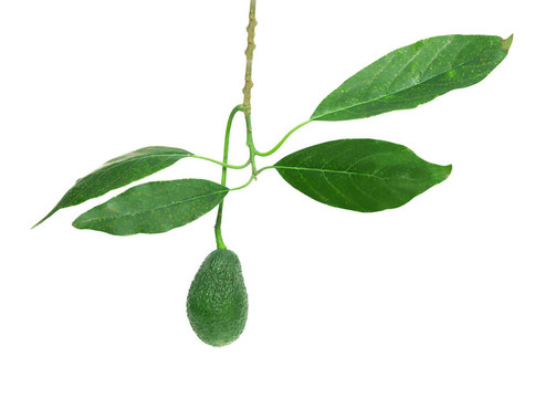 分支鱷梨