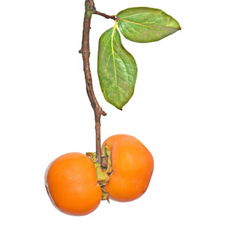 分兩個(gè)柿子