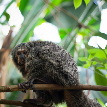 特寫白臉/ Guianan saki monkey女（Pithecia pithecia）