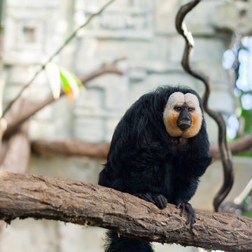 白臉/ Guianan saki monkey（白面狐尾猴）