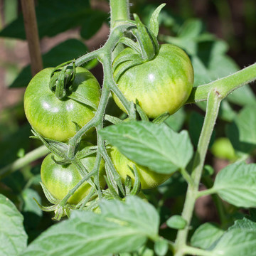 成熟的西紅柿特寫（Solanum lycopersicum）對溫室番茄藤