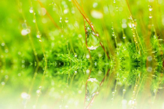 清新苔蘚與綠色水滴