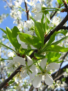 盛開(kāi)的櫻花