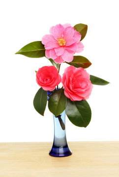 山茶花在花瓶