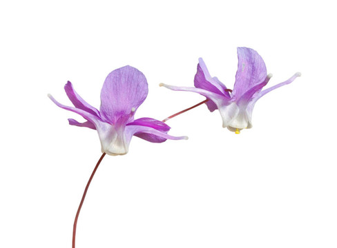 8花的barrebwort