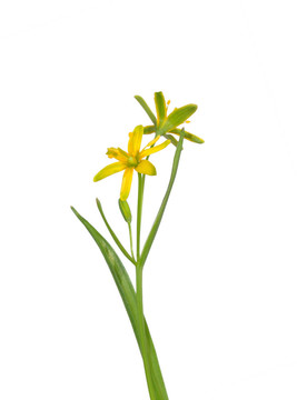 伯利恒黃星（Gagea lutea）