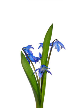 西伯利亞蝦蛄（Scilla sibirica）