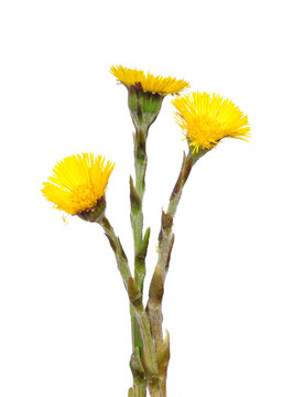 Coltsfoot（Tussilago farfara）