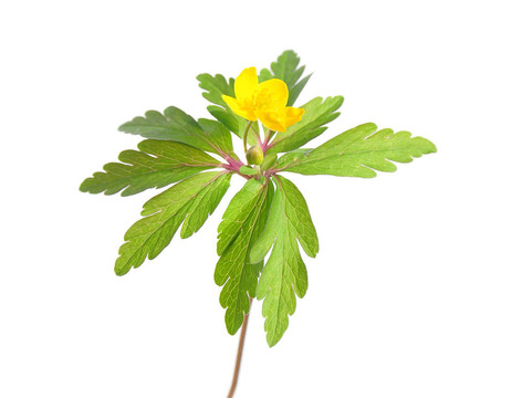 黃色銀蓮花（Anemone毛茛）