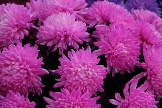 彩色菊花