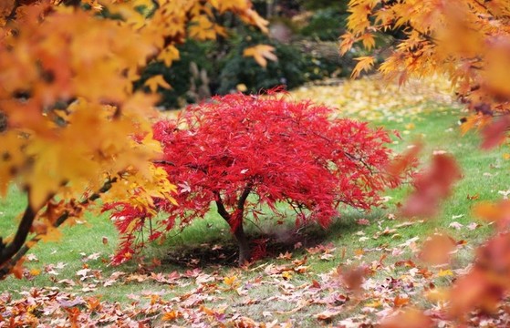 秋天的日本花園里的一棵樹(shù)